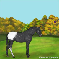 Horse Color:Blue Roan Snowcap 