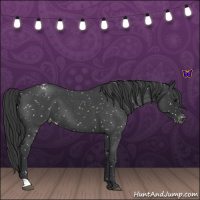 Horse Color:Blue Roan Snowflake Varnish 