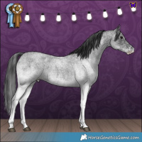 Horse Color:White Spotted Blue Roan 
