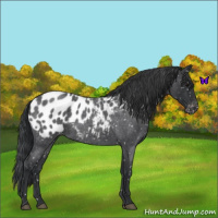 Horse Color:Blue Roan Appaloosa 