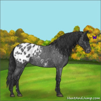 Horse Color:Blue Roan Appaloosa 