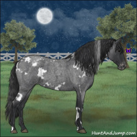 Horse Color:White Spotted Blue Roan Varnish 