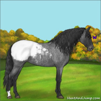 Horse Color:Blue Roan Appaloosa