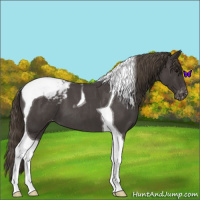 Horse Color:Smoky Blue Roan Tobiano Appaloosa 
