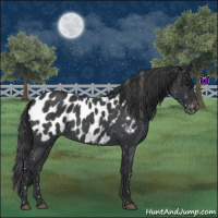Horse Color:Blue Roan Appaloosa 