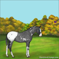 Horse Color:White Spotted Blue Roan Splash Snowcap 