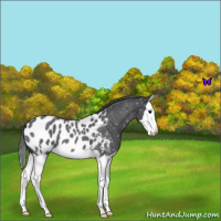 Horse Color:Blue Roan Splash Appaloosa 