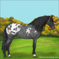 Horse Color:Blue Roan Appaloosa