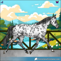 Horse Color:Blue Roan Appaloosa Rabicano 