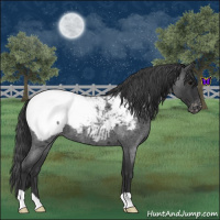 Horse Color:Blue Roan Snowcap 