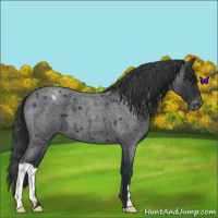 Horse Color:Blue Roan Varnish 
