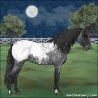 Horse Color:Blue Roan Snowcap 
