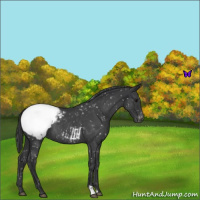 Horse Color:Blue Roan Snowcap 