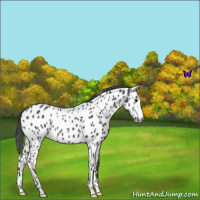 Horse Color:Blue Roan Leopard 