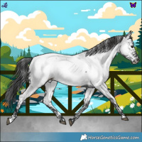 Horse Color:White Spotted Blue Roan Appaloosa 