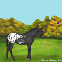 Horse Color:Blue Roan Appaloosa