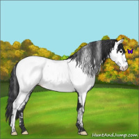 Horse Color:Blue Roan Near Fewspot