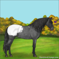 Horse Color:Blue Roan Appaloosa Rabicano 