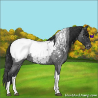 Horse Color:Blue Roan Tobiano Near Fewspot 