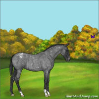 Horse Color:Blue Roan Snowflake Varnish 