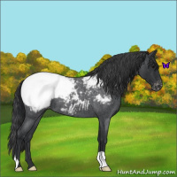Horse Color:Blue Roan Snowcap 