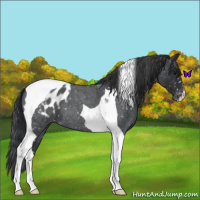 Horse Color:Blue Roan Tobiano Appaloosa 