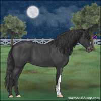 Horse Color:Blue Roan Varnish 