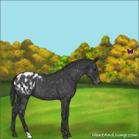 Horse Color:Blue Roan Appaloosa 