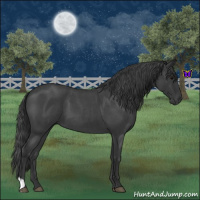 Horse Color:Blue Roan 