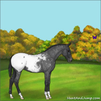 Horse Color:Blue Roan Snowcap 