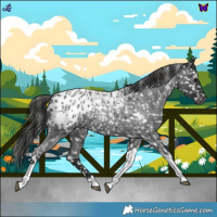 Horse Color:Blue Roan Tobiano Appaloosa 