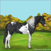 Horse Color:Black Tobiano Snowflake Varnish