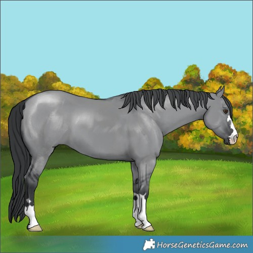 Horse Color:Grullo Chinchilla 