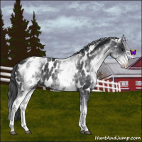 Horse Color:White Spotted Blue Roan Near Leopard 