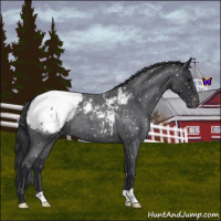 Horse Color:Blue Roan Snowcap 