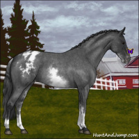 Horse Color:White Spotted Blue Roan Varnish 