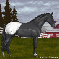 Horse Color:Blue Roan Snowcap 