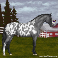 Horse Color:Blue Roan Appaloosa 