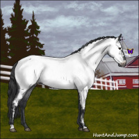 Horse Color:Blue Roan Near Fewspot 