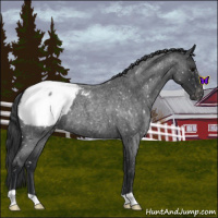 Horse Color:Blue Roan Snowcap 