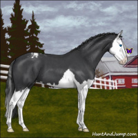 Horse Color:Blue Roan Splash Varnish 