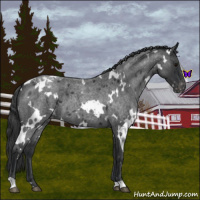 Horse Color:White Spotted Blue Roan Appaloosa 