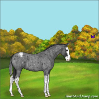 Horse Color:Blue Roan Splash Appaloosa