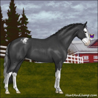 Horse Color:Blue Roan Splash Appaloosa 