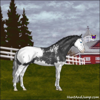 Horse Color:Blue Roan Sabino Splash Snowcap 