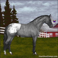 Horse Color:Blue Roan Snowcap 