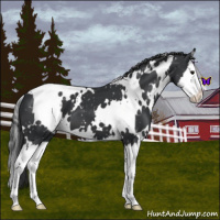 Horse Color:White Spotted Black Splash Snowflake Varnish 