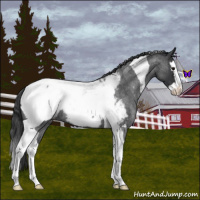 Horse Color:Blue Roan Splash Tobiano Appaloosa 
