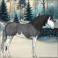 Horse Color:Blue Roan Splash Appaloosa 