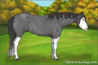 Horse Color:Unknown 